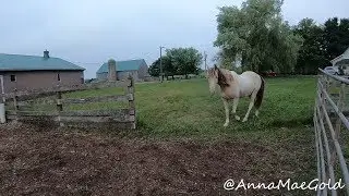 move horses