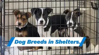 Top 10 Dog Breeds in Shelters: A Second Chance