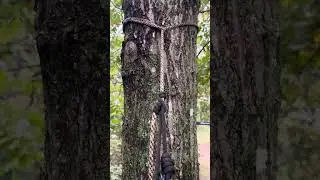 My saddle hunting set up