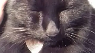 Любимый кот Олли