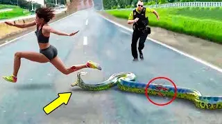 Animals That Asked People for Help! Best Acts Of Kindness
