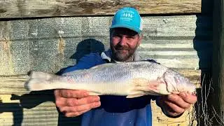 State Record Whiting Bowfishing BAA Submission