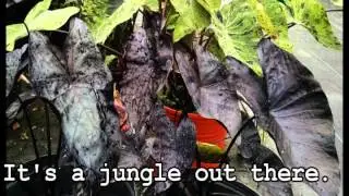 Step into the wild with Elephant Ears