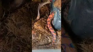 Bowie took her clothes off again 🤣 #brazilianrainbowboa #rainbowboa #reptiles