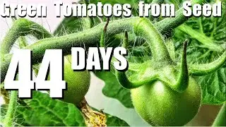 44 DAYS - SEED TO GREEN TOMATOES