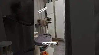 Тыгыдычу на всю 😸 #рекомендации #шортс #смешныевидео #shorts #приколы #юмор #кот #топ