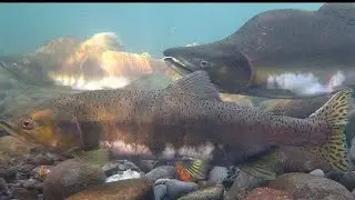 How to catch a GARBUSHU on the river. UMBA. FISHING IN UMBA.