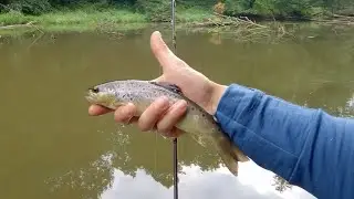 First Time Trout Fishing @ Kwisa River in Poland