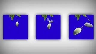 Pathar se aam todne wala video || Mango green screen video || Green screen mango on reels