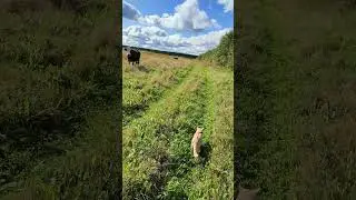 Кот проходит мимо коров