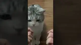 #приколы