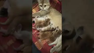 Котята британской золотой шиншиллы. Рождены 25.06.2023