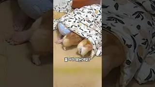 "집사야 혼자 뭐 하냐?" 이불 속 보호자가 궁금한 댕댕이들 🐾👀 #shorts #댕댕이 #강아지 #코기 #웰시코기 #pets #cute #animals #dog