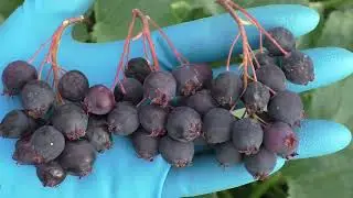 ирга сорт JB 30  и АЛЬТАГЛОУ