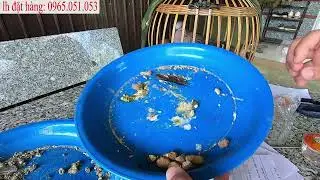 hướng dẫn cách chưa bệnh chim cu gáy. Đặc biệt bệnh đường ruột chim cu gáy bị phân lỏng.