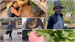 Шиндяевы: Неожиданный сюрприз для нас / везем Чупса в клинику