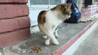Bostănaș , pisica vă salută!