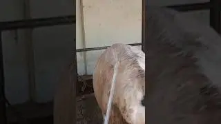 букаларди чумилтирдим маза килиши сиз хам чорвезга бепарво болманг
