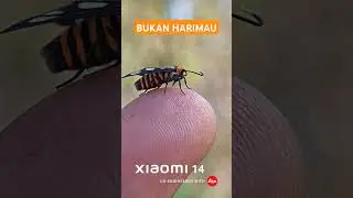 Seperti harimau #insects #macrophotography #macro #nature #photographytechniques #lensbong #tiger