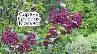 Сирень 