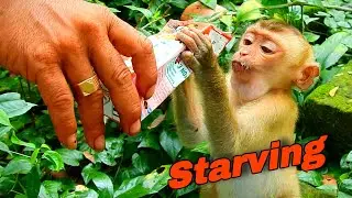 Poor little boy Rojo look very hungry, We’re trying feed abandoned monkey in Sovanna team