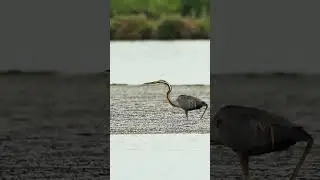 WILDBIRDS PHOTO #photography #birdphotography #konservasiburung #birdspecies  #photographingbirds