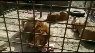 Котята Велеса