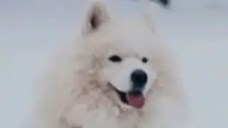 When no one watches i dance like an angel😉, Dance by chikku. Pomeranian dancing, dancing dog