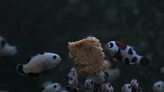 QM Labs Clownfish Eating Nutramar Marine Algae & Color Boost Shots