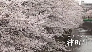 神田川 　かぐや姫