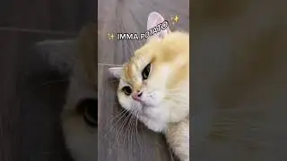 Lovely cat 🐱😍