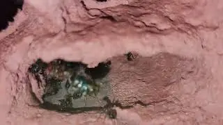 M.Mendax . 2nd  colony