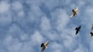 #Pigeons