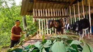 90 Days Of Building A farm, Catching More Goats and Building More Roofs