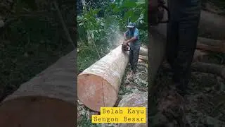 Gergaji mesin STIHL belah kayu sengon besar