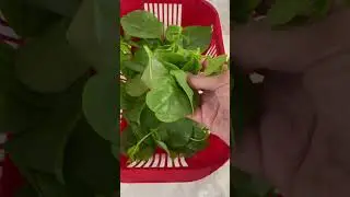 alugbati leaves #alugbati #summer2023 #summerseason #summer #harvest