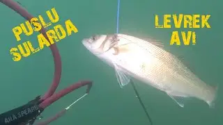 2024 zıpkınla levrek avı Yalova'nın puslu sularında