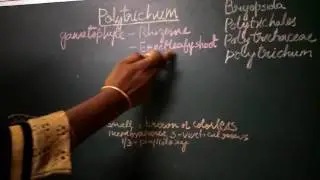 Polytrichum   Morphology