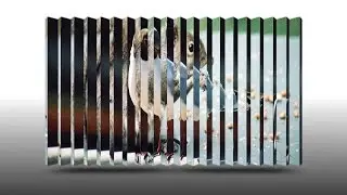 Lenticular Animation