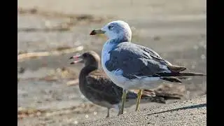 Beach And Harbor Sounds ASMR Soundscape...Waves, Seagulls, Ship Bells, Fog Horns In The Distance