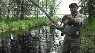 Four days on the Yamal lakes. Part 2. I went into a stream and it was teeming with fish.