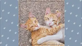 [Audio] 달리안 (Dallian) - Meow 