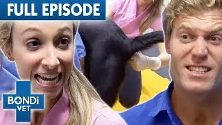 Dog MUST Poop Out HUGE Rock Or He Dies 💩 | Best of Bondi Vet Ep 16 | Full Episodes