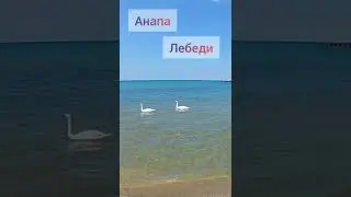 Красивые лебеди в Анапе на Центральном пляже