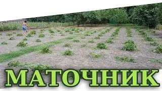 МАТОЧНИК ДЛЯ РАССАДЫ КЛУБНИКИ АЗИИ/АЛЬБЫ