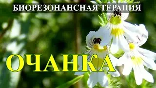 Очанка - Глазница Аптечная💎Биорезонансная Терапия БРТ🎧Eyebright💎Bioresonance Therapy BRT