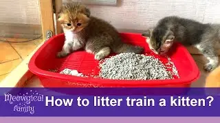 Fastest way to litter train a kitten