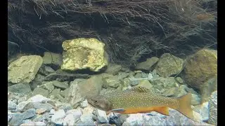 Documentario sulla pesca nei laghetti alpini in Ticino