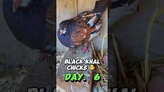 Black khal chicks 🐥 | Day 6 