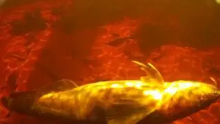 Ловля щуки и налима.